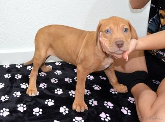 Louisianský leopardí pes s PP - 2