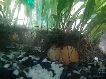 Prisavnik obyčajný - 2