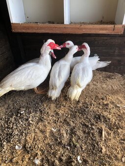 Predám kačky činky - 2