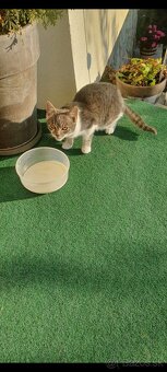 Darujem dve mačky - 2