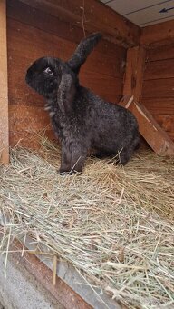 Predám mladú samicu - 2