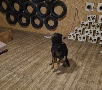 Nemecký ovčiak 5mes psík - 2