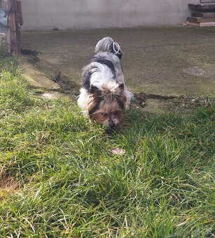 Predám  fenku Yorkshirsky teriér biewer - 2