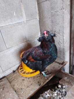 Kohút araucany - 2