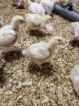 Brojlerové kurčatá - 2