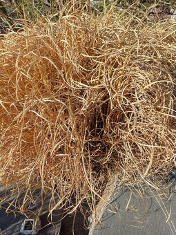 Predám okrasnú trávu - 2