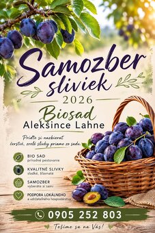 Samozber sliviek - 2
