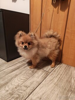 Pomeranian fenka - 2