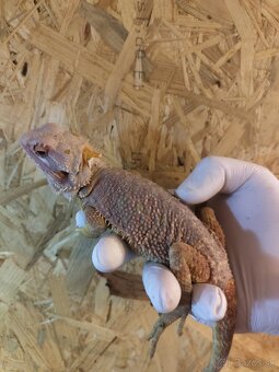 Agama bradatá red - 2