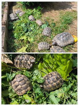 Korytnačky žltohnedé (Testudo graeca) na predaj - 2