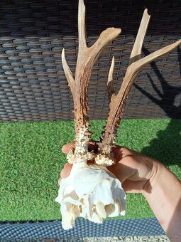 Srnec, parohy, trofeje - 2