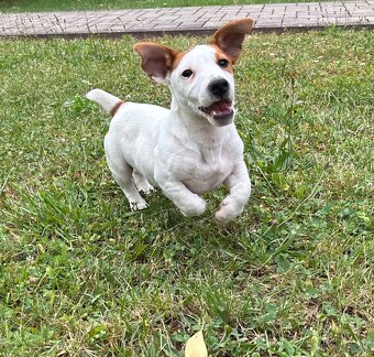 Jack russel teriér - 2