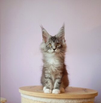 Maine Coon s PP - 2