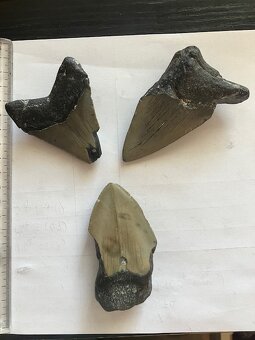 Fosília, skamenelina, Megalodon, zub, žralok - inzerát č.12 - 2