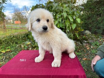 Slovenský čuvač - 2