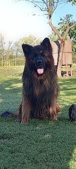 Nemecký ovčiak šteniatka - 2