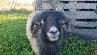 Miniovečky - miniovce - 2