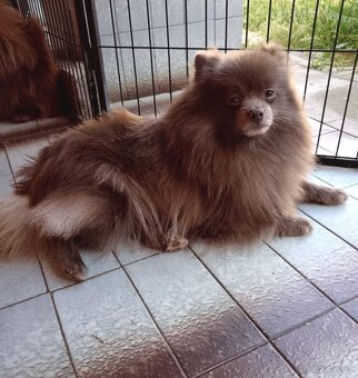 Fialová pomeranian samica - 2
