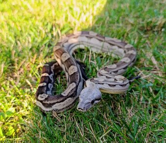 Veľhad Kráľovský / Boa Constrictor - 2