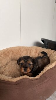 Yorkshire/maltezák - 2