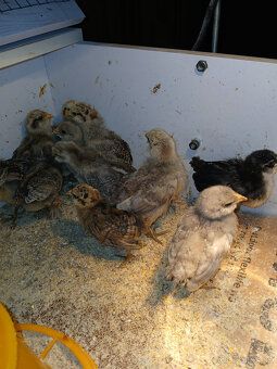 Ameraucana - 2
