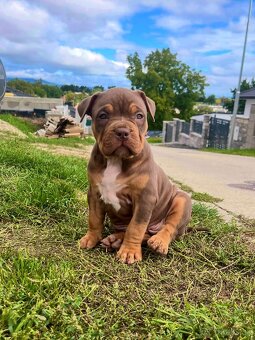 American Bully Xl - 2