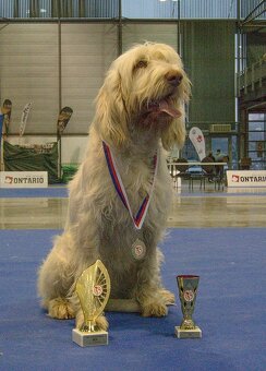 Taliansky spinone - 2