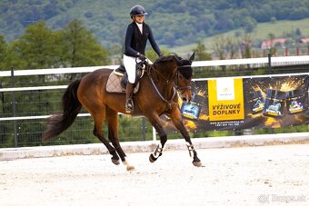 Nová cena nádherná 14r. kobyla na predaj - 2