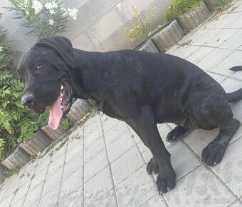 Bandog - 2