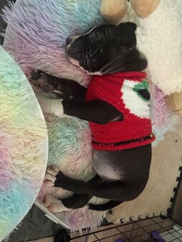 Americký staford - 2