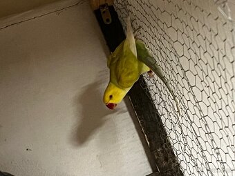 alexander malý 24 - 2