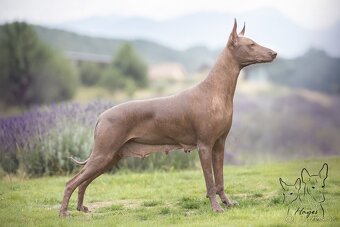 Peruánsky a Mexický naháč - 2