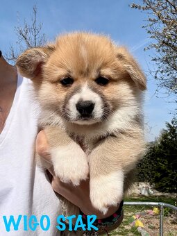 Welsh corgi pembroke s PP - 2