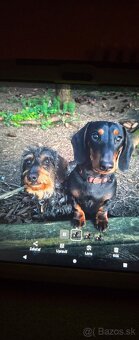 Predám hladko srsteho jazvečíka - 2