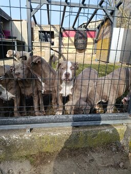 Pejsek American bully xl xxl - 2