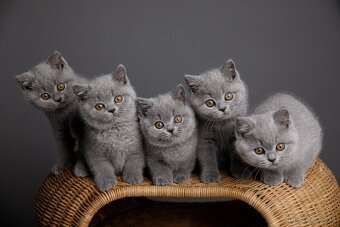 🐱 Hľadáme otrokov Teda... ehm... milujúcich majiteľov - 2
