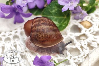 Africké slimáky Archachatina ventricosa / Achatina terárium - 2
