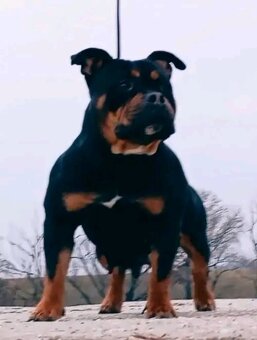 American bully pocket - 2