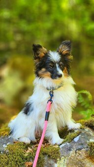 Papillon s PP - 2