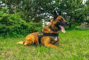 Belgický ovčiak Malinois s PP - 2