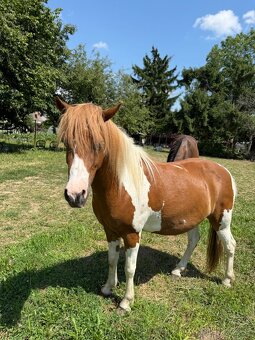 Pony kobylka (žrebná) - 2
