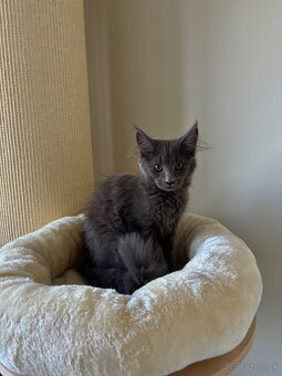 Maine coon , Mainská Mývalia, MCO - 2