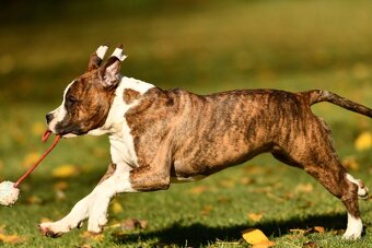 Americký stafordšírsky teriér s PP - 2