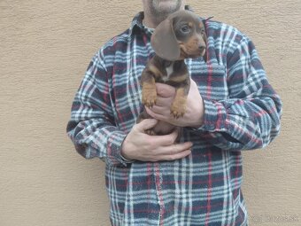 Jazvečík trpasličí - 2