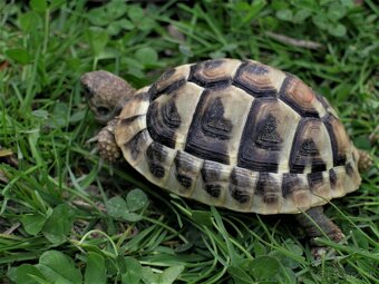Suchozemská korytnačka - 2