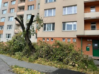 Výrub , opilovanie stromov - 2