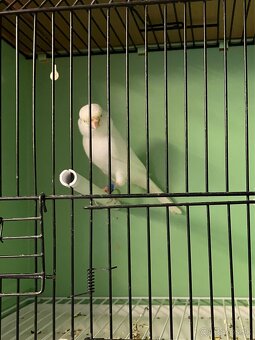 Predám kanáriky - 2