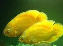 lemon oscar +mix - 2