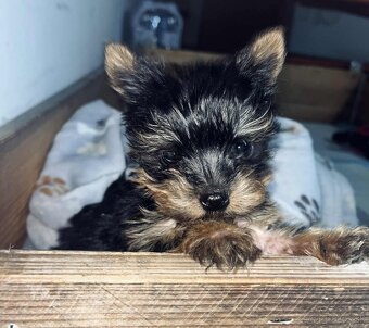 Predam Yorkshirský teriér - 2