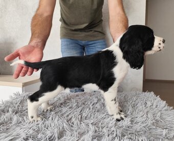 Anglicky špringeršpaniel šteniatko pes s PP - 2